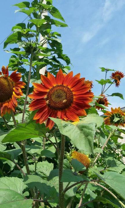 Spezzano della Sila Bed & Breakfast | B&B Il Girasole