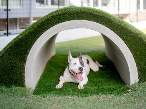 Tsubaki Onsen Apartment | Dog Hotel Shirahama ドッグホテル シラハマ