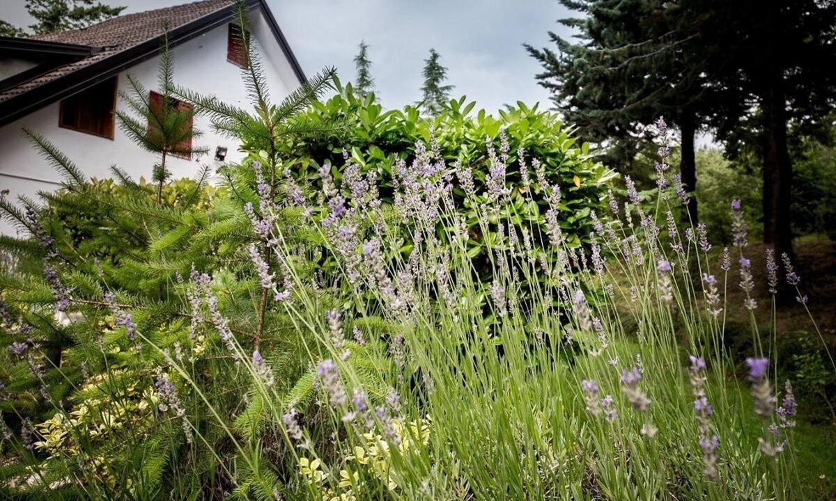 Pignola Apartment | Mini apartment in villa with garden view