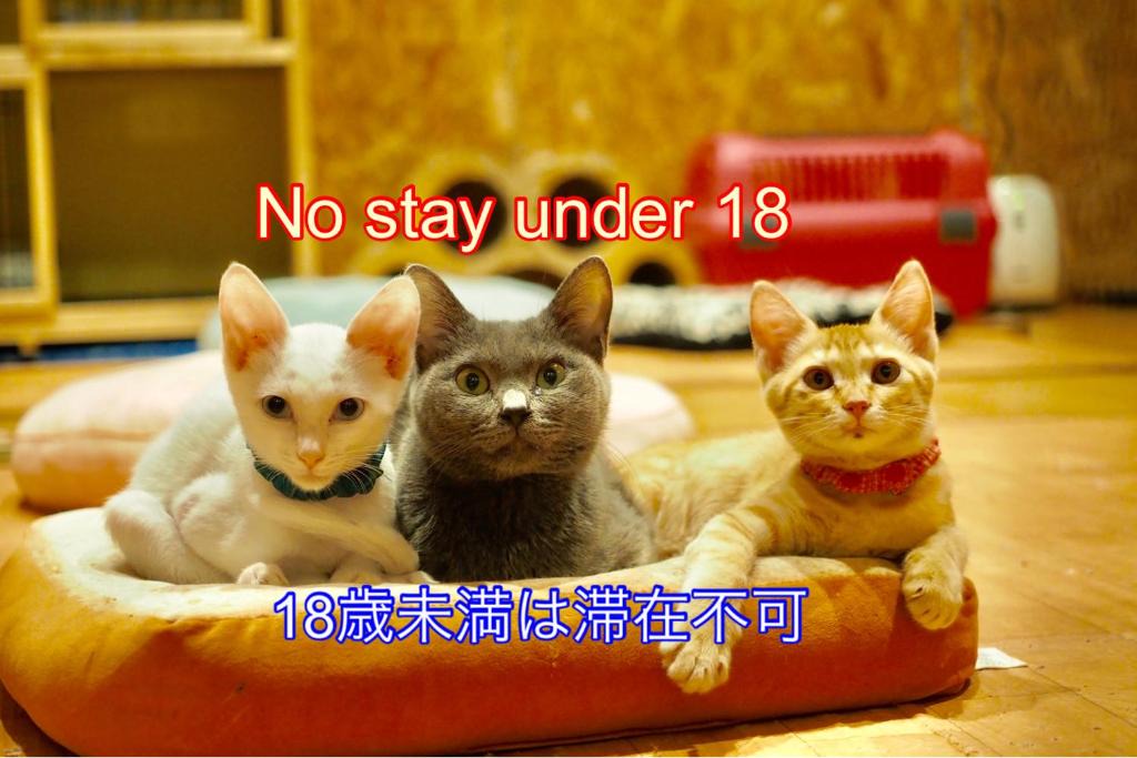 Hakata-ku Hostel | Nekokura Hostel