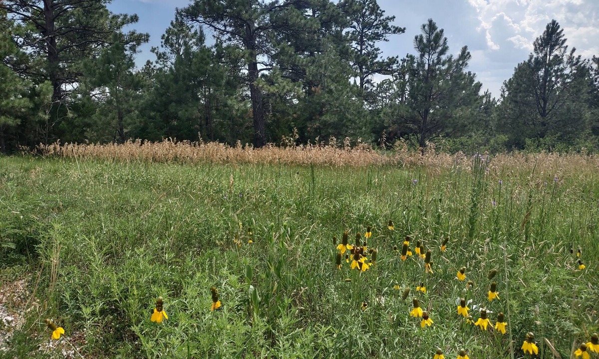 Rosebud Cabin | One of two rustic cabins nestled in Rosebud Sicangu Lakota Oyate pine forest.