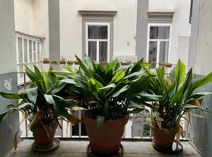 Napoli | Montecalvario