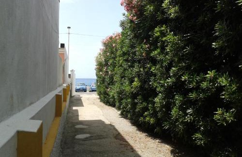 Forio House | Pitosforo - Ulivo - Cocco