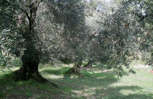 Spigno Saturnia Bed & Breakfast | B&B Da Mariella