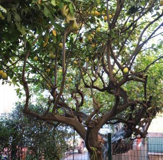 Prenestino-Centocelle Apartment | Casa con Giardino a Roma, 2 Camere, Ideale per Famiglie, 15 minuti dal Colosseo, 5 minuti da Mirti