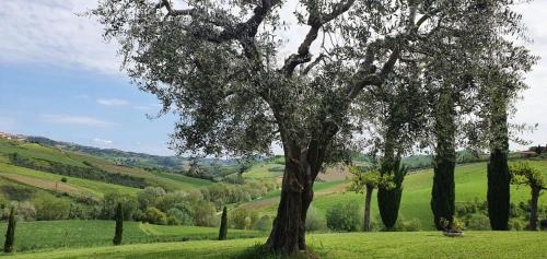 Cossignano House | Casa Ricci