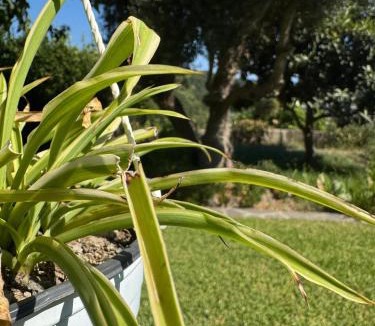 Barano d'Ischia Apartment | Il giardino