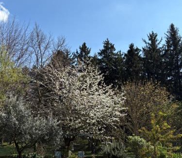Rocca di Papa House | Il giardino segreto
