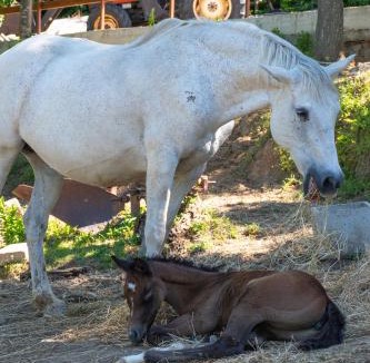 Anagni Bed & Breakfast | Il Ranch Country House B&B