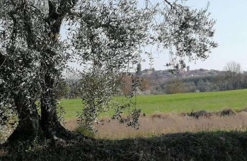 Torrita di Siena Apartment | La Dimora degli Olivi