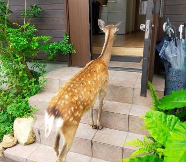 Nara House | Mini inn Nara - Nara historic district 外国人予約限定