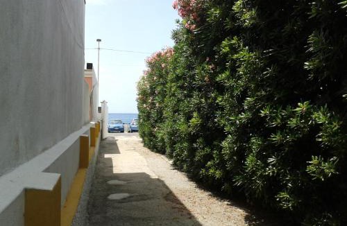 Forio House | Pitosforo - Ulivo - Cocco