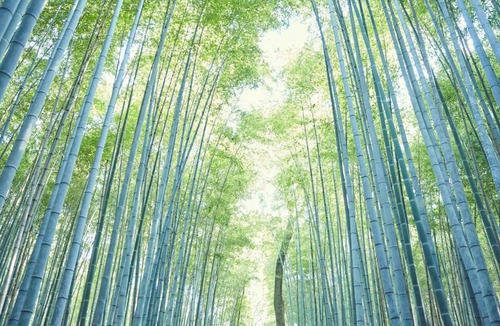 Arashiyama Hotel | Riverside Arashiyama