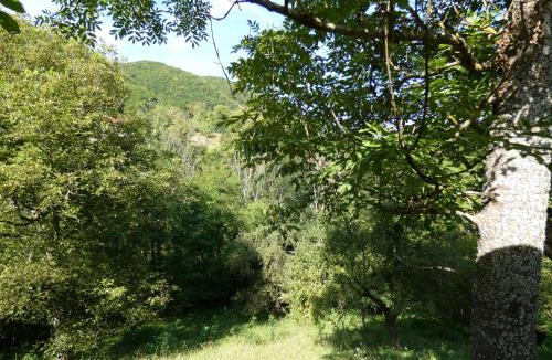 Buces Other | Romantic yurt in Apuseni mountains