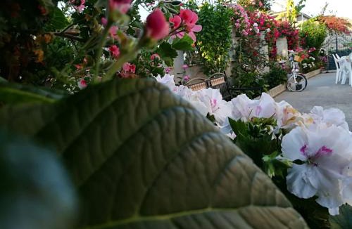 Bova Marina Bed & Breakfast | Villa delle rose