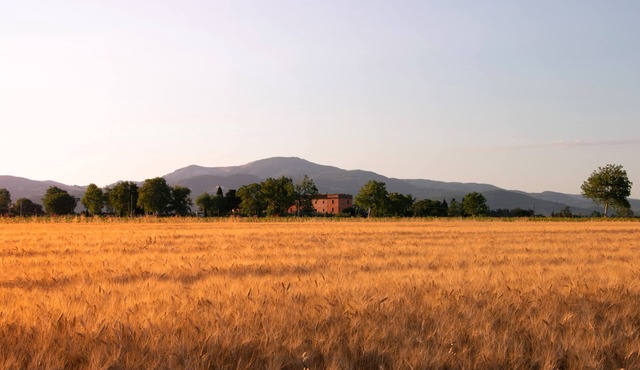 Farmhouse Pescinone - Lavender, Etruscan Coast country and sea