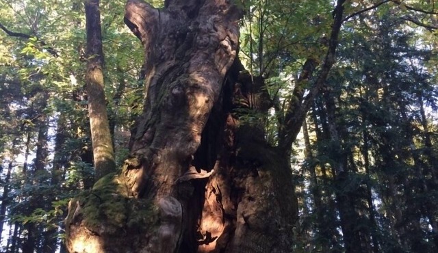 In the shadow of the chestnut trees of the Casentino