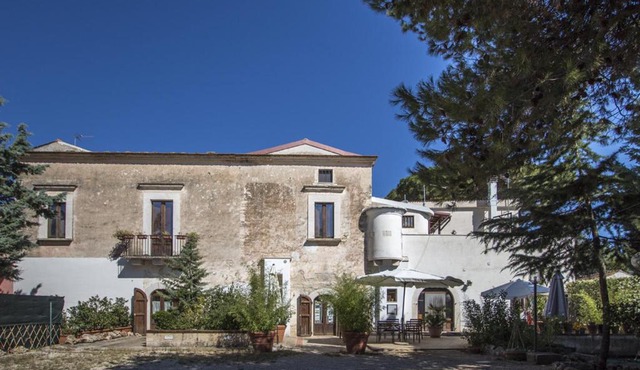 MASSERIA CITULO Il Pino grande