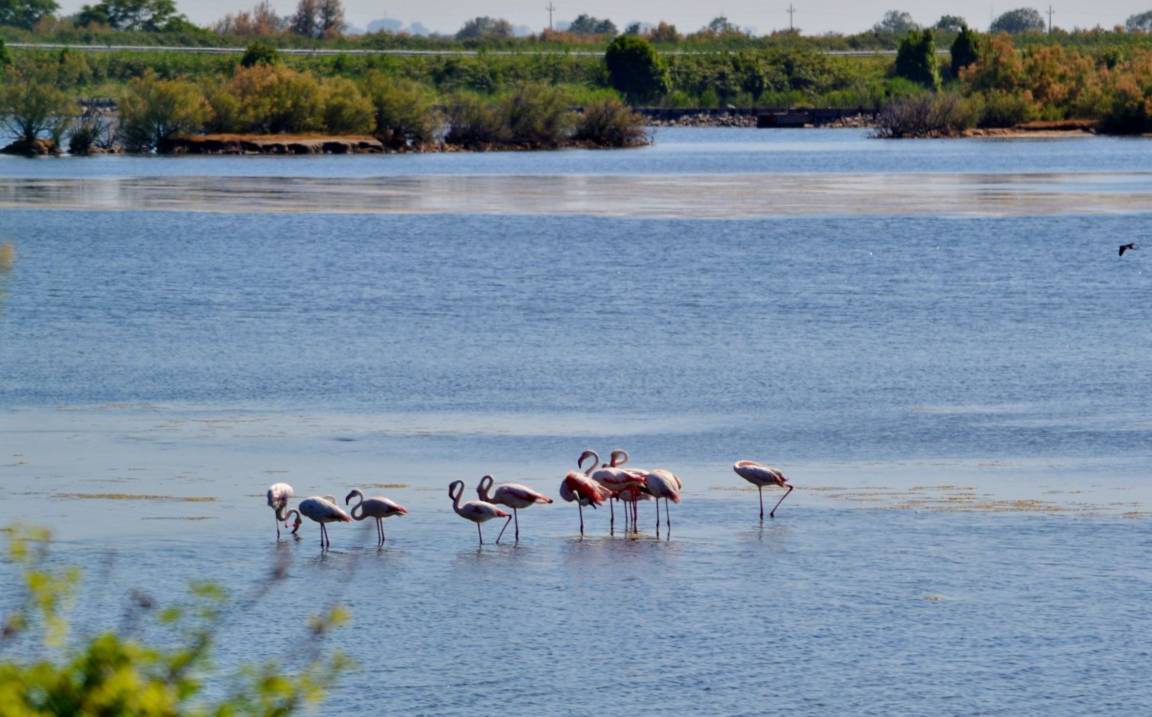 Photo of Others in Isola Albarella
