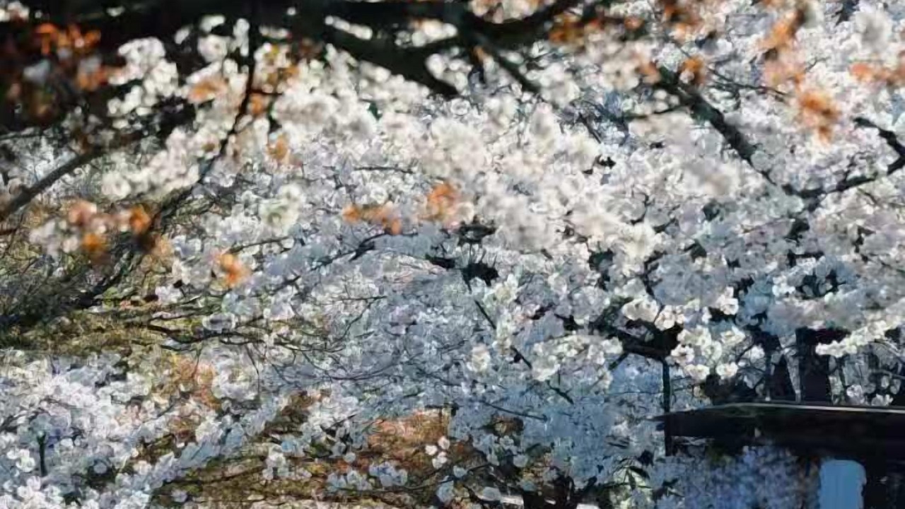 Photo of Outdoor in Arashiyama