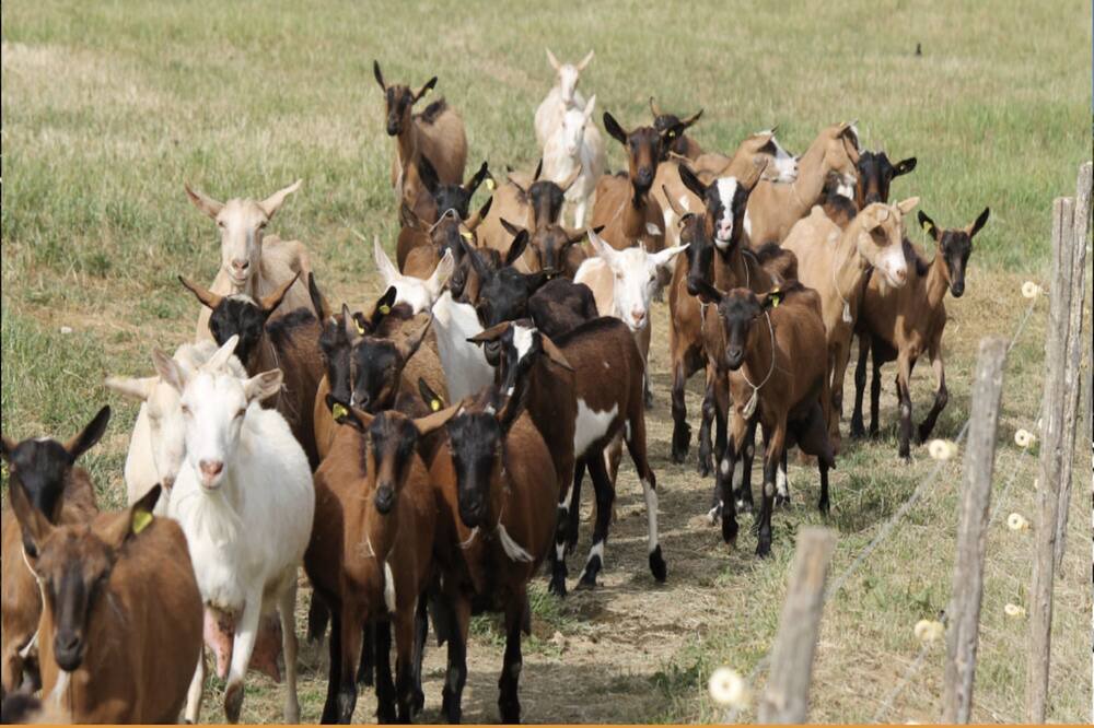 Photo of Others in Ceraso