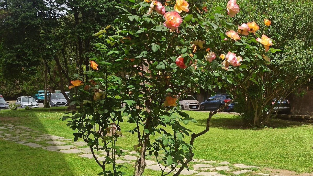 Photo of Outdoor in Aurelio
