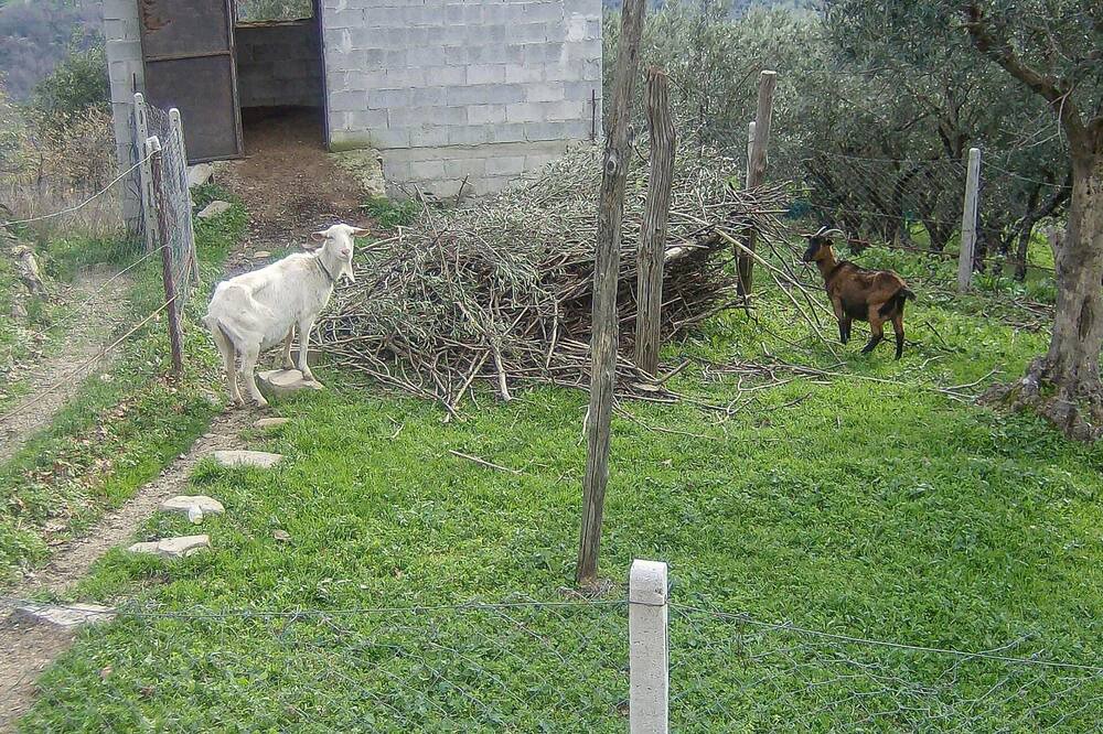 Photo of Others in Alfano