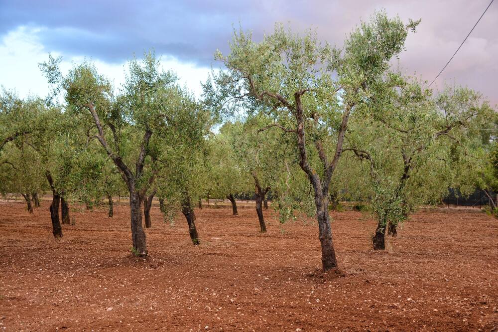 Photo of Others in Montincello