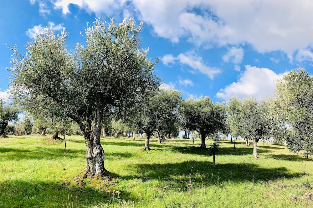 Photo of Outdoor in Paternopoli