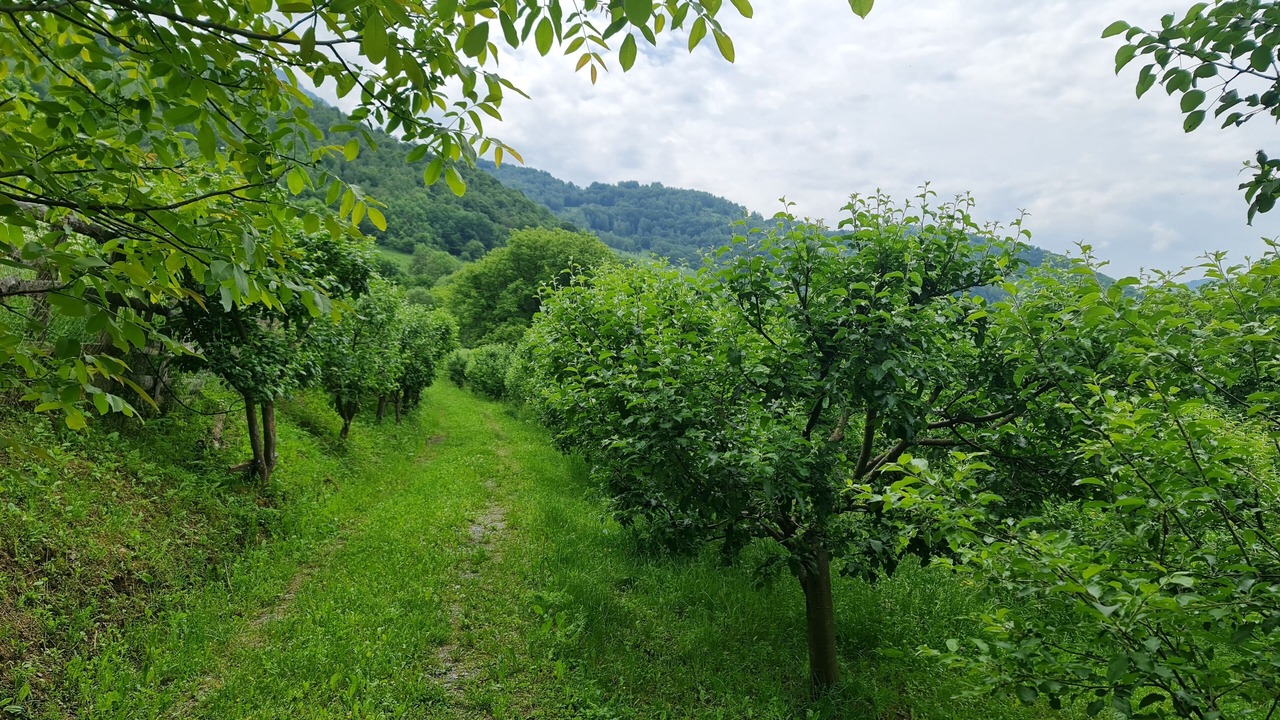 Photo of Others in Ocolis