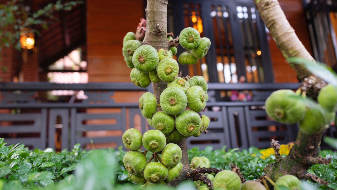Photo of Outdoor in Cam Chau