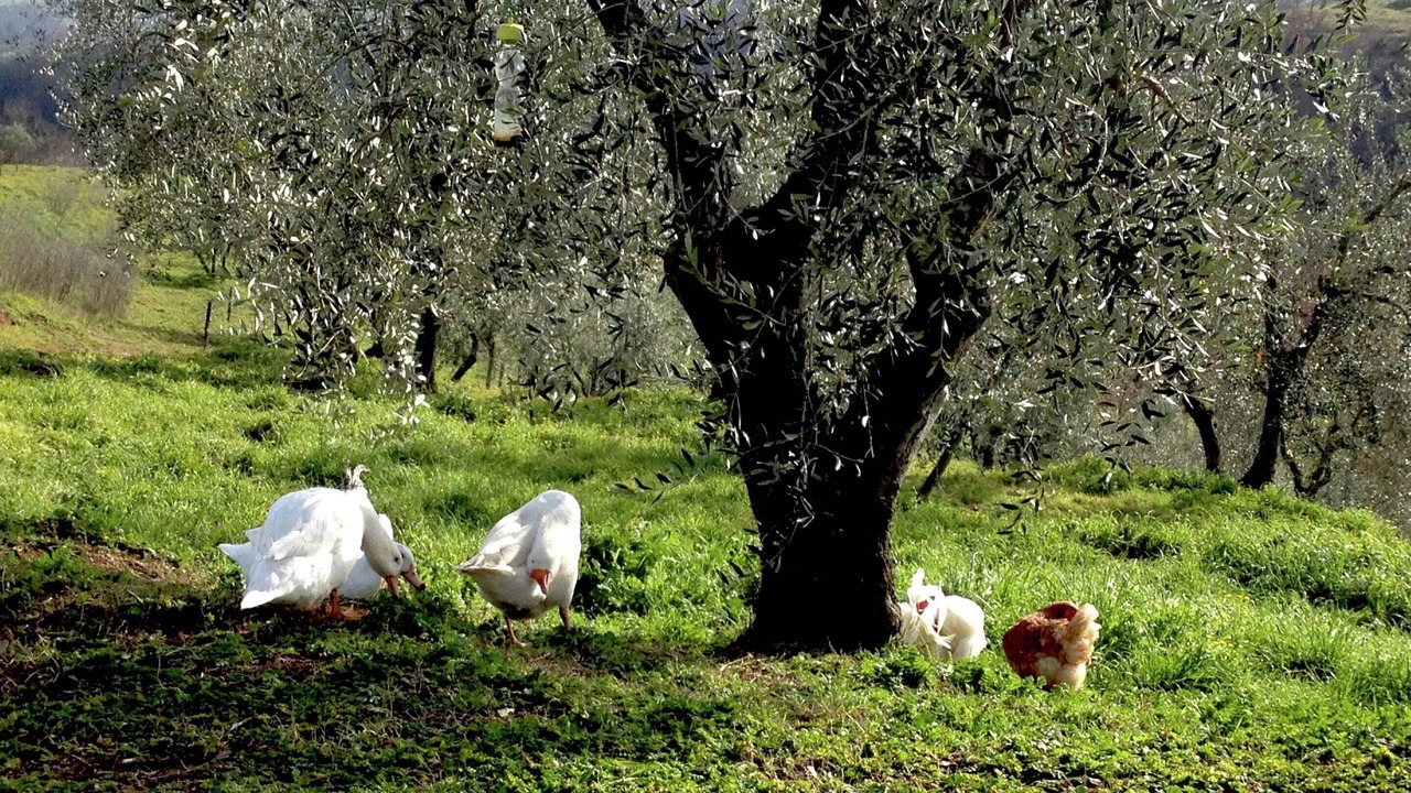 Photo of Others in Graffignano