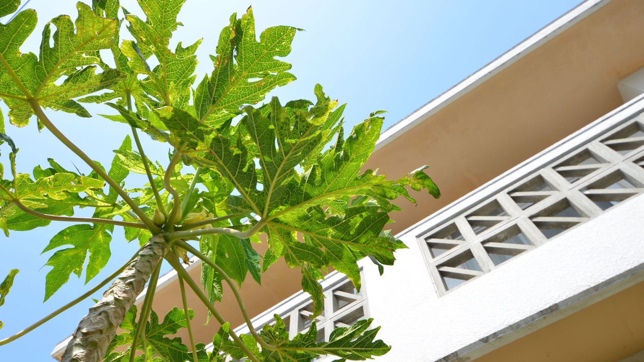 Photo of Outdoor in Sobe