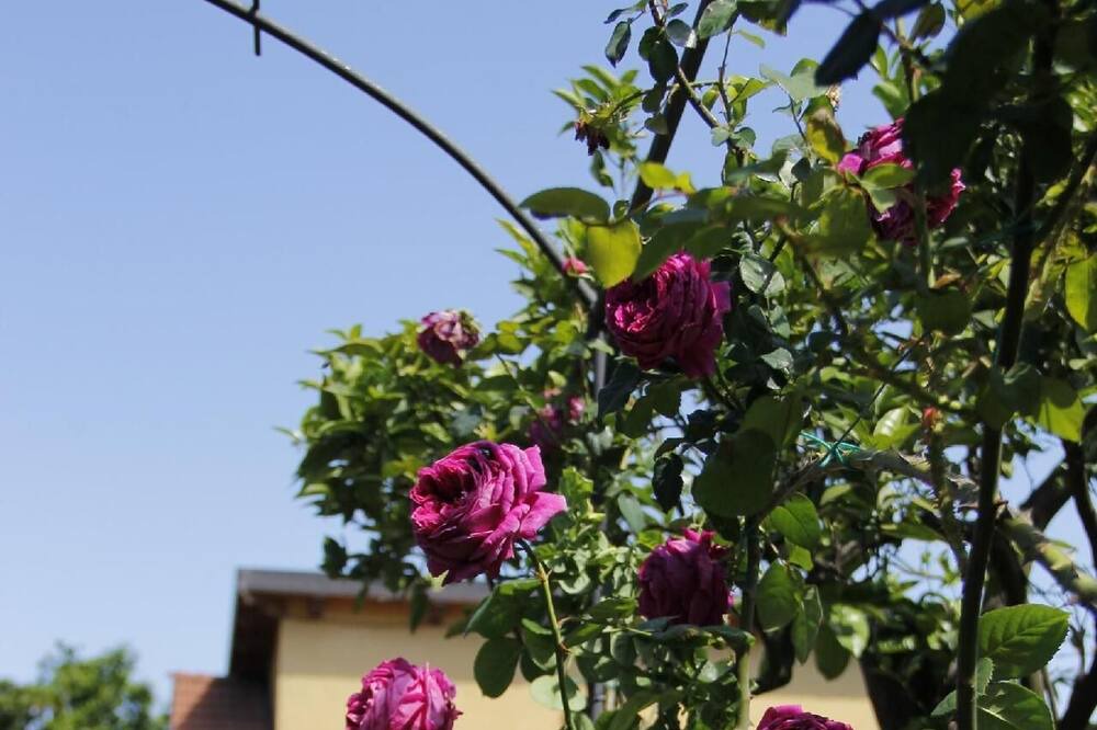 Photo of Outdoor in Sant'Agnello