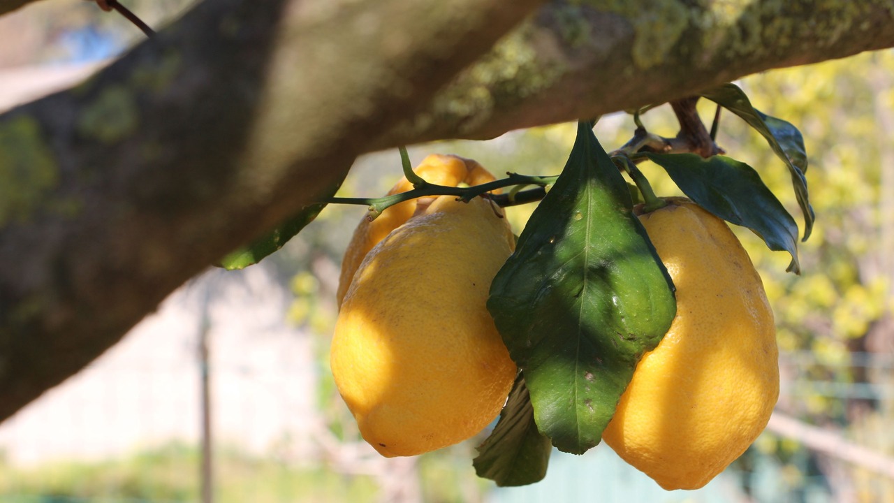 Photo of Outdoor in Anacapri