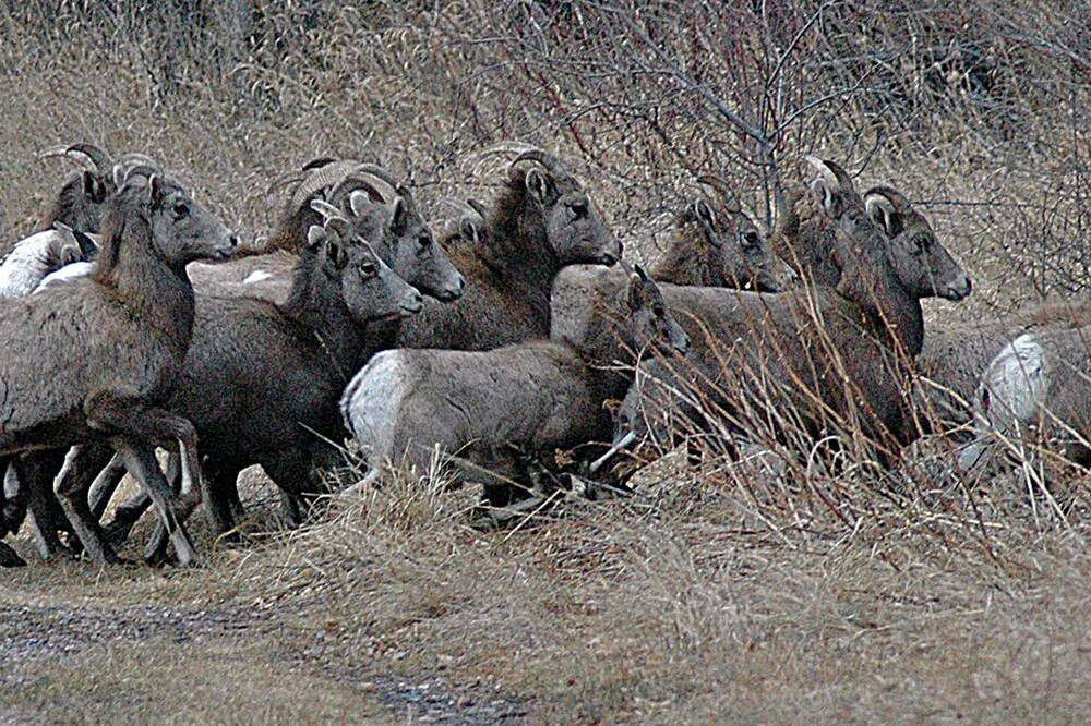 Photo of Others in Rapid City