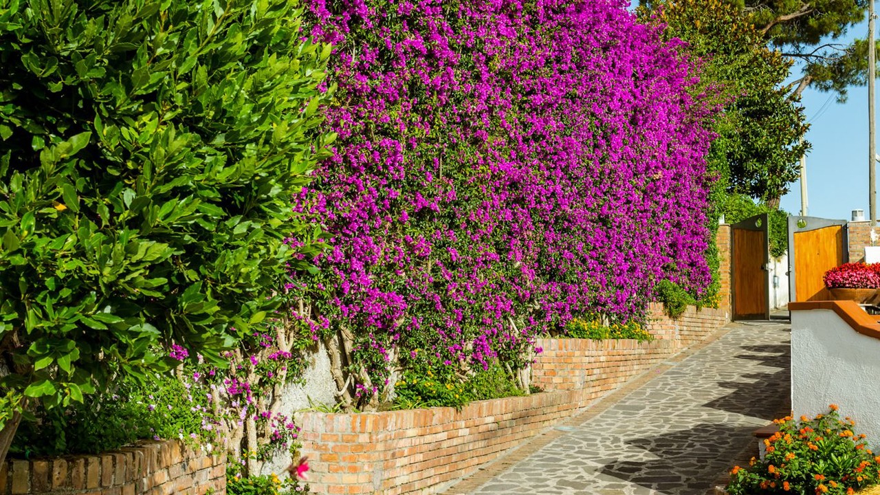 Photo of Outdoor in Casamicciola Terme