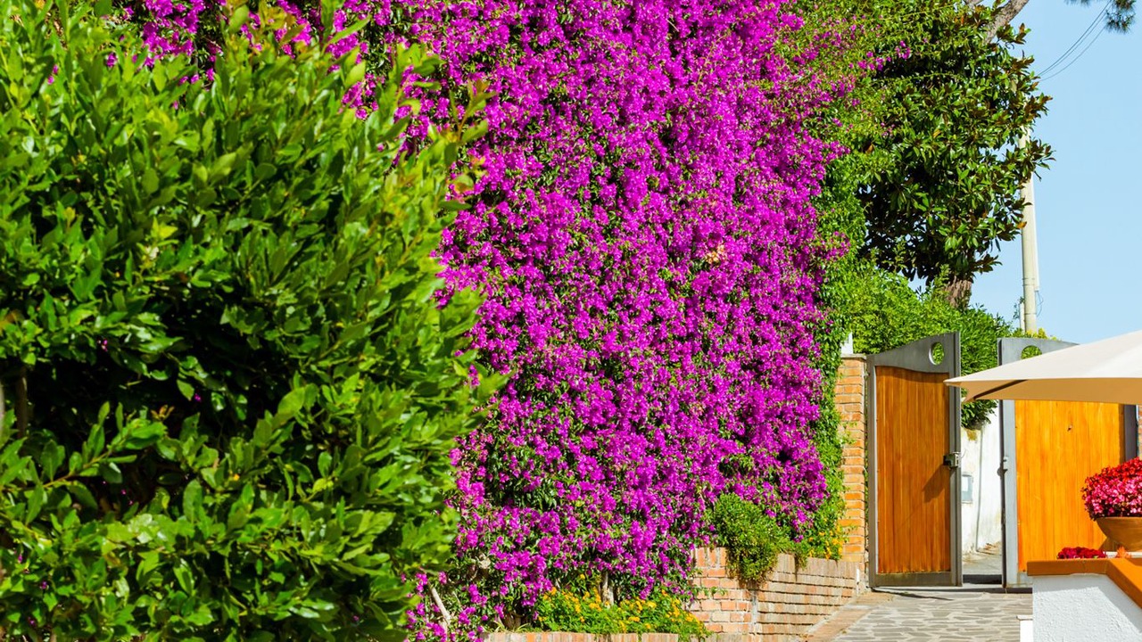 Photo of Outdoor in Casamicciola Terme