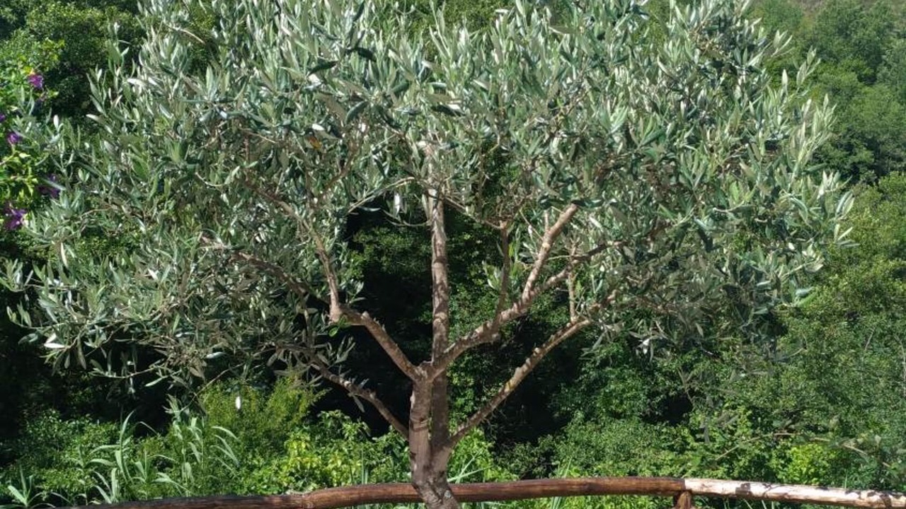 Photo of Outdoor in Laino Borgo