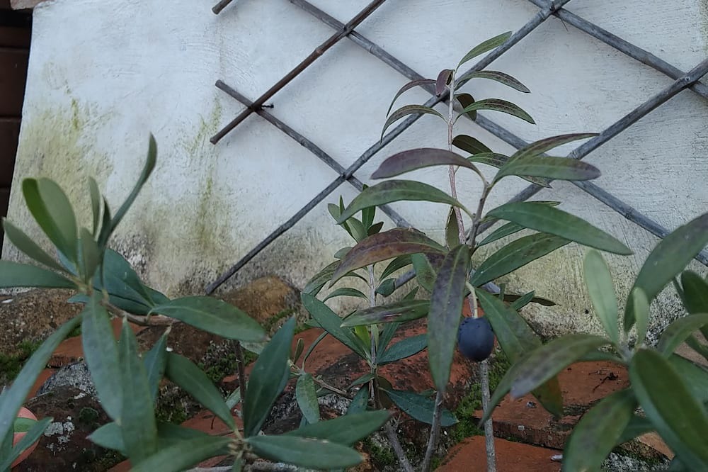 Photo of Outdoor in Vignanello
