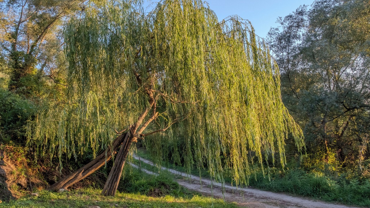 Photo of Outdoor in Spinoso
