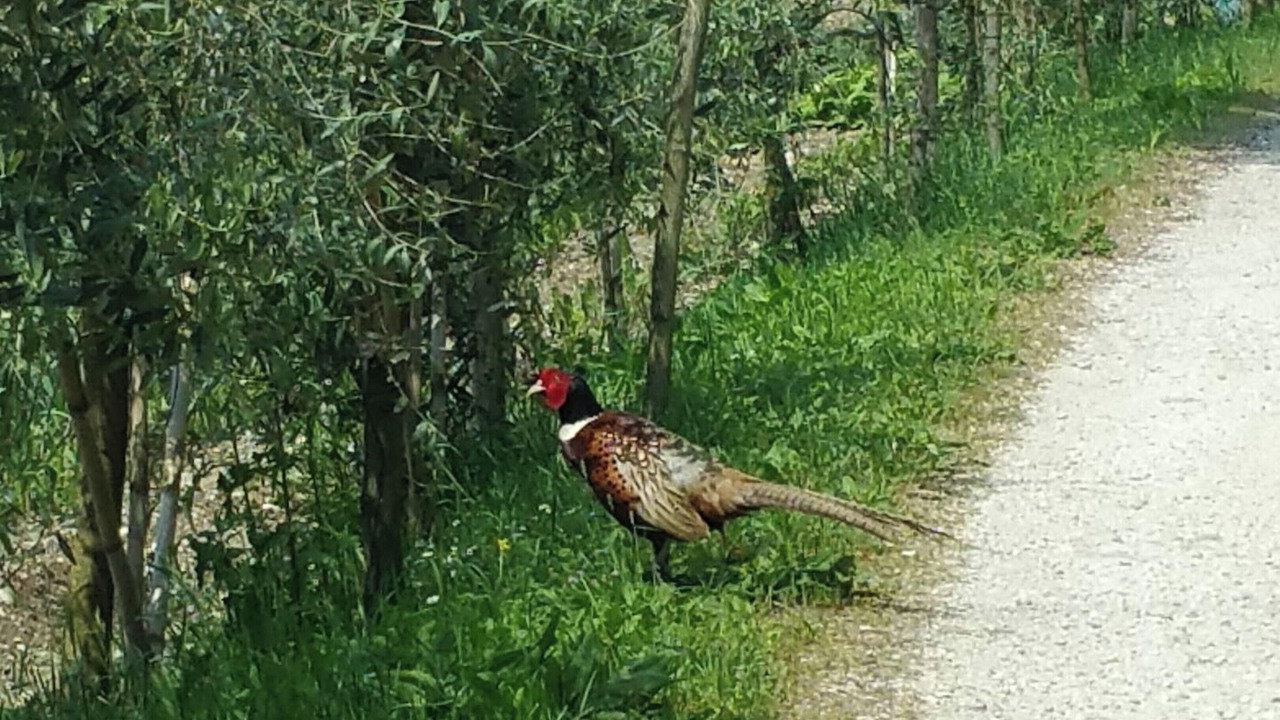 Photo of Outdoor in Montalto delle Marche