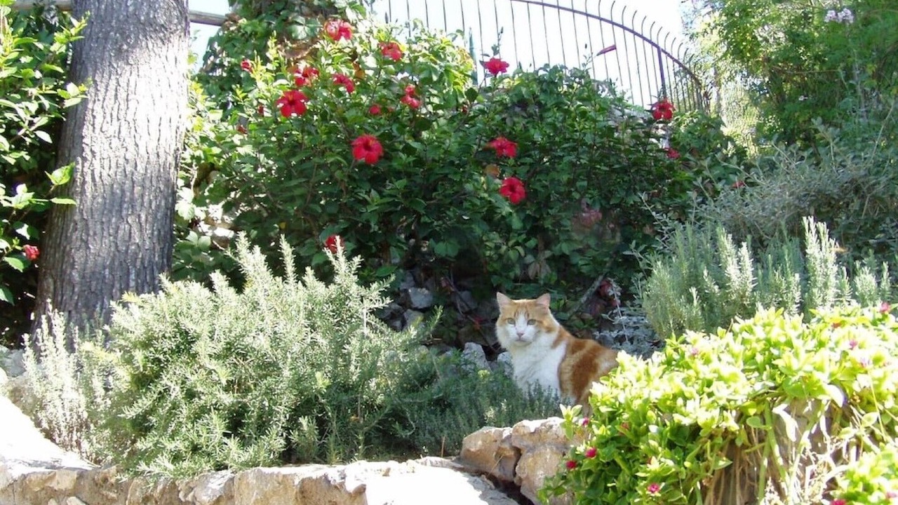 Photo of Outdoor in Anacapri