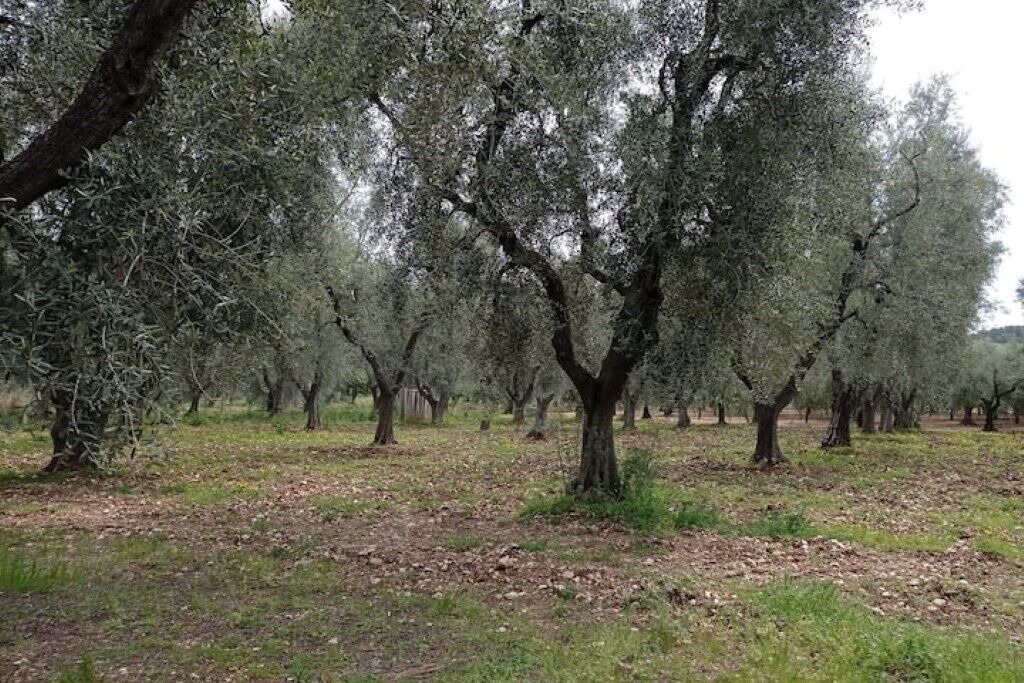 Photo of Outdoor in Montincello