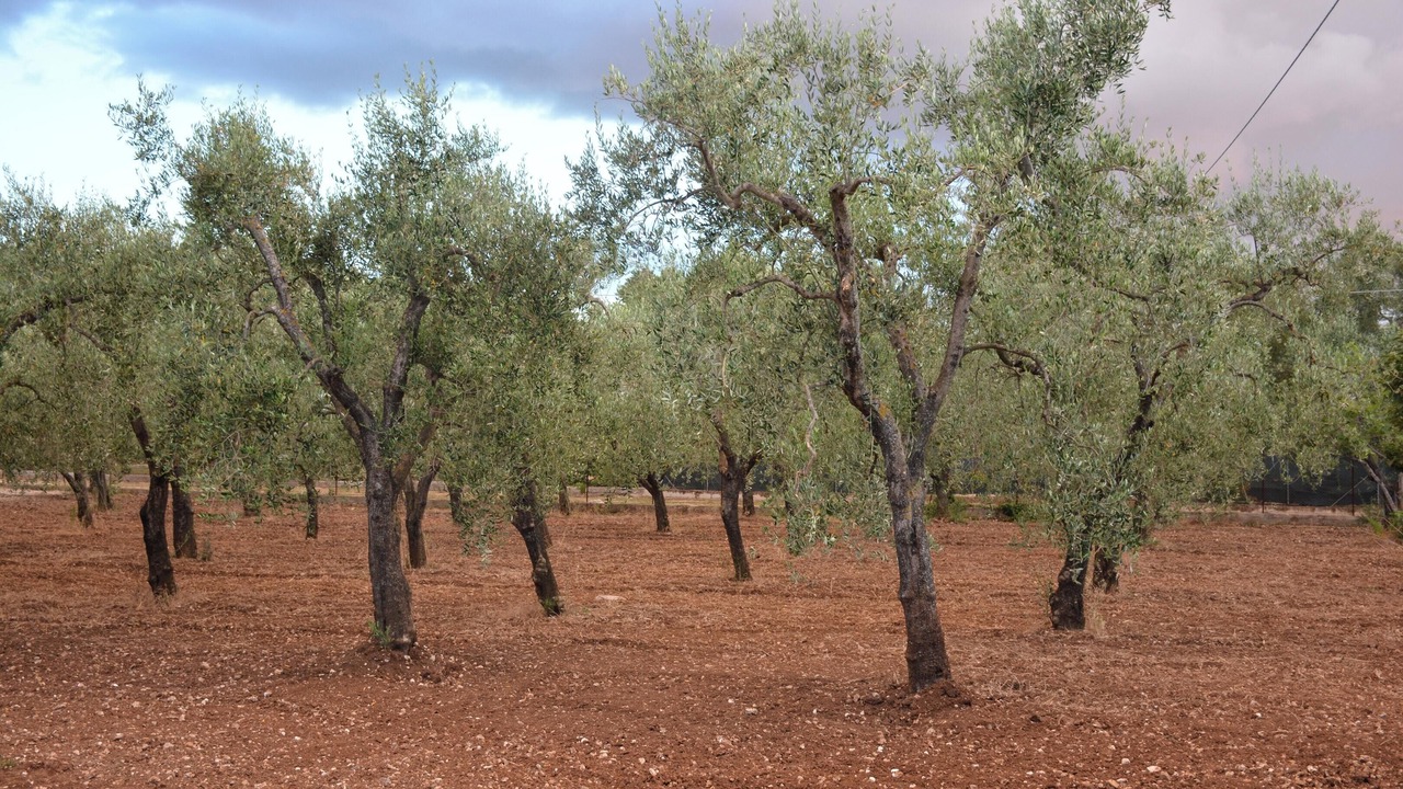 Photo of Others in Montincello