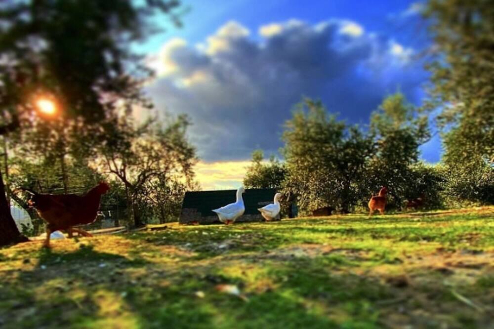 Photo of Outdoor in Montecampano