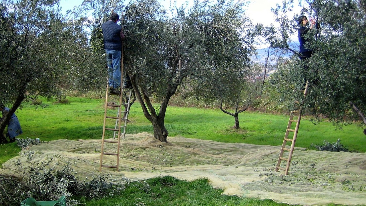 Photo of Others in Abbateggio