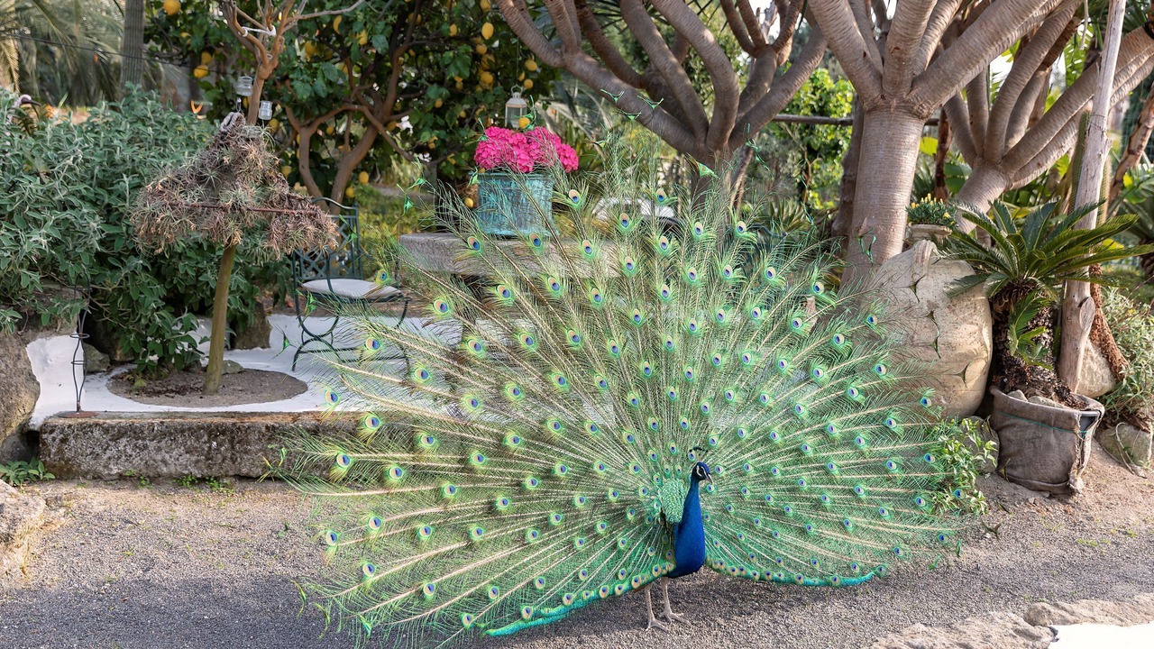 Photo of Outdoor in Forio