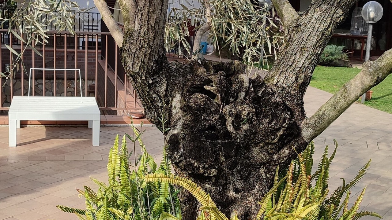 Photo of Outdoor in Latina Lido