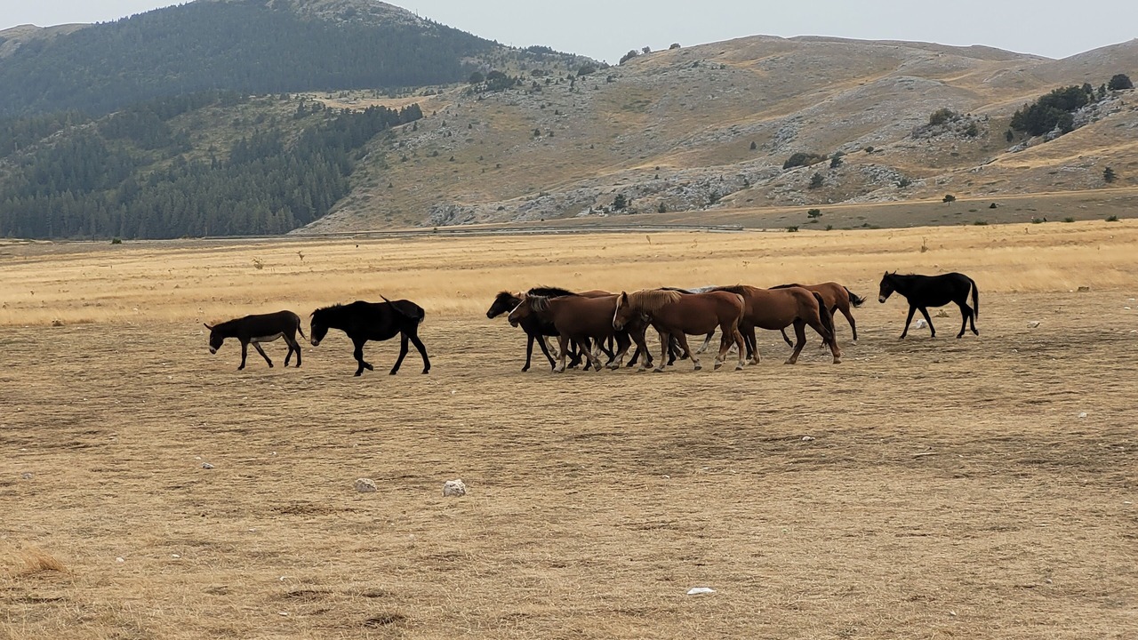 Photo of Others in Ofena